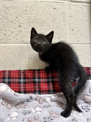 Orbit, Baby Female Domestic Short Hair