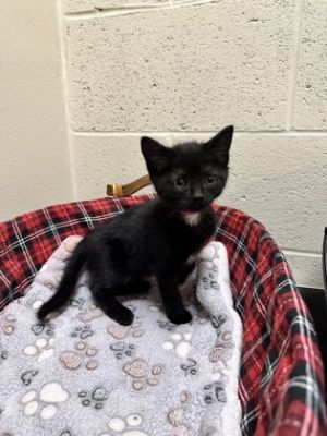Eclipse, Baby Male Domestic Short Hair