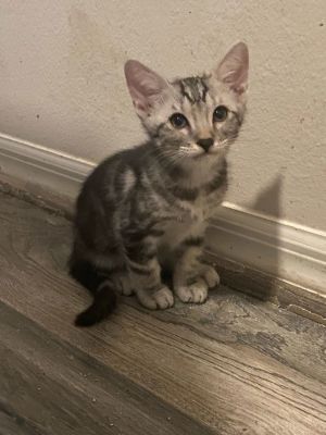 Prosecco, Baby Male Domestic Short Hair