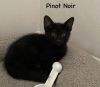 Pinot Noir photo 1