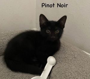 Pinot Noir, Baby Female Domestic Short Hair