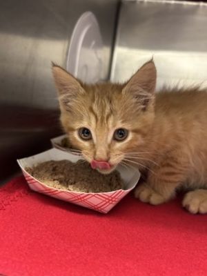 Cap, Baby Male Domestic Medium Hair