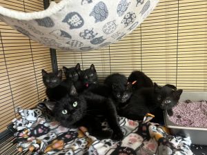 Snowbell, Young Female Domestic Short Hair