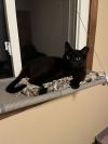 Jigsaw photo 2