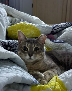 Honey, Adult Female unknown