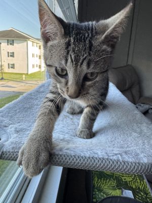 Puddles, Baby Male unknown