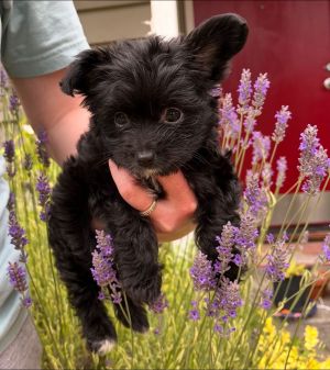 Animal Profile Meet Norville - His mom Mona was a stray in a TX neighborhood and a good samaritan h