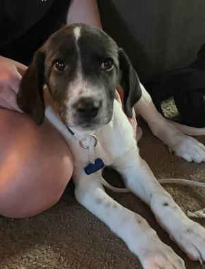 Animal Profile Meet Angel - Angel and her 2 siblings were found near death in a ditch covered in f