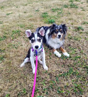 Animal Profile Meet Zini - Zini and her 2 siblings were found near death in a ditch covered in fle