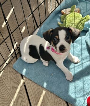 Animal Profile Meet Libby - Her mom Mona was a stray in a TX neighborhood and a good samaritan had