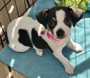 Animal Profile Meet Libby - Her mom Mona was a stray in a TX neighborhood and a good samaritan had
