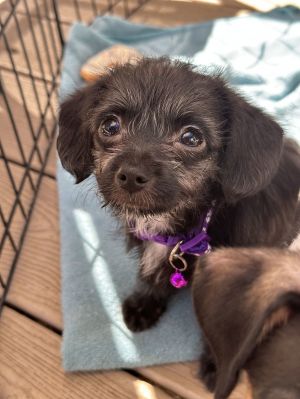Betty Chihuahua Dog