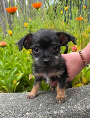 Animal Profile Meet Wally - His mom Mona was a stray in a TX neighborhood and a good samaritan had