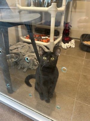 My new friends at Seattle Humane have discovered that I enjoy playing with feather wand toys