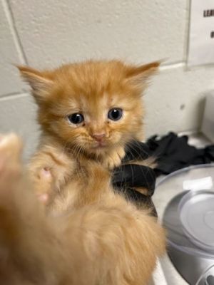 Sugar Domestic Long Hair Cat