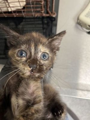 Iced Tea Domestic Short Hair Cat