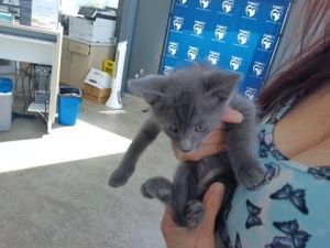 58884885, Adult Female Domestic Short Hair