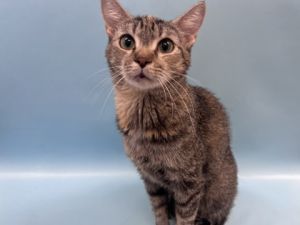 Lia, Adult Female Domestic Short Hair