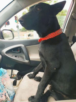Jaxx
