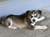 Samson photo 3