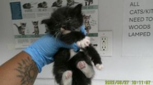 Clover (bonded with Violet), Baby Female Domestic Medium Hair