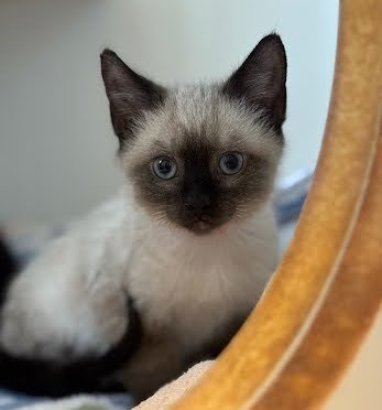 Boris
