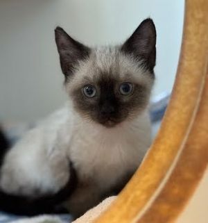 Boris, Baby Male Siamese