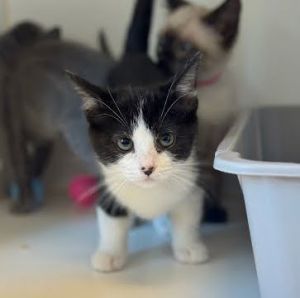Cecilia, Baby Female Domestic Short Hair