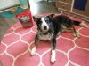 Sherman photo 4
