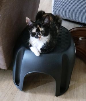 Flossy (Kitty), Baby Female Domestic Short Hair