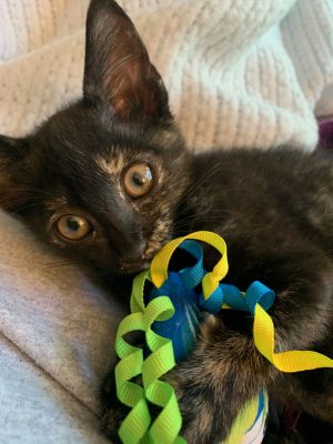 Skittles - Experience the Rainbow Calico Cat