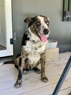 Otis Australian Cattle Dog / Blue Heeler Dog