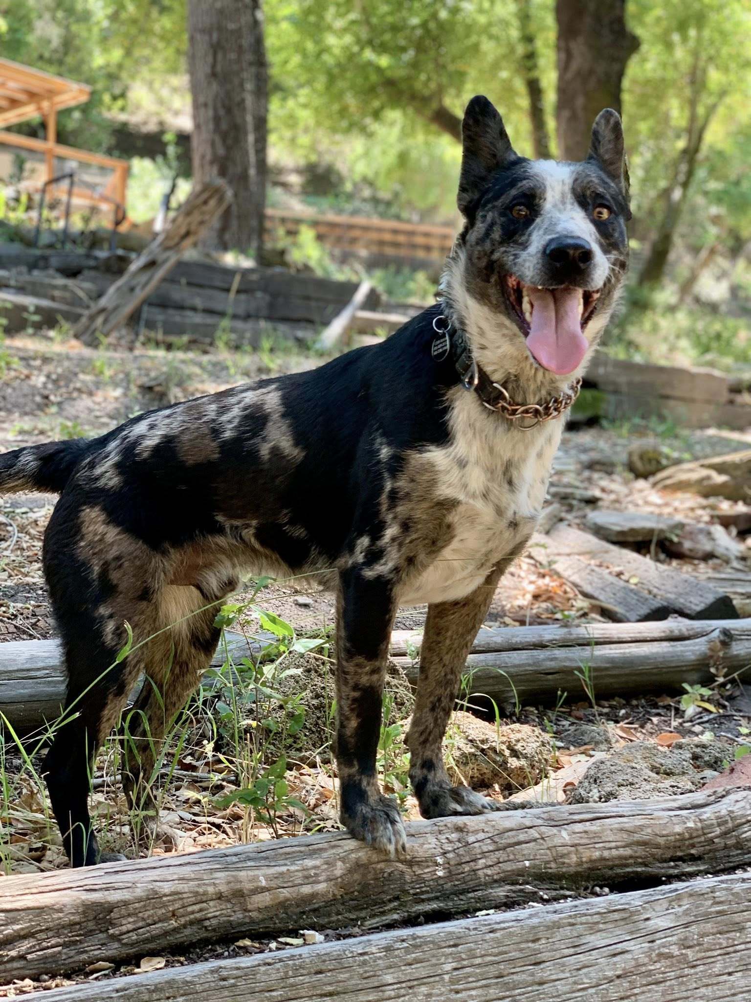 Otis