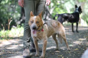 Rusty Australian Cattle Dog / Blue Heeler Dog