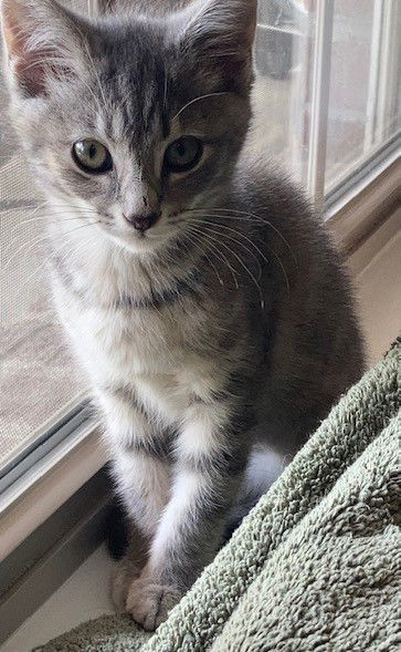 Basil (PS)