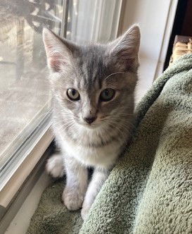 Basil (PS)