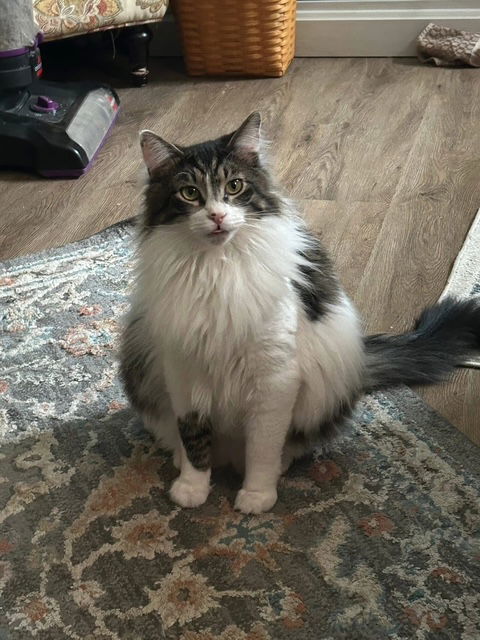 Pet Image