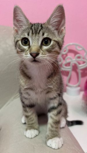 Taz, Baby Male Domestic Short Hair