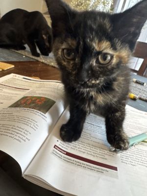 Mookie, Baby Female Domestic Short Hair