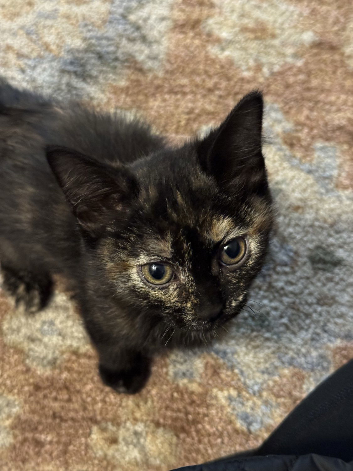 Mookie, an adoptable Domestic Short Hair in Laramie, WY, 82073 | Photo Image 2