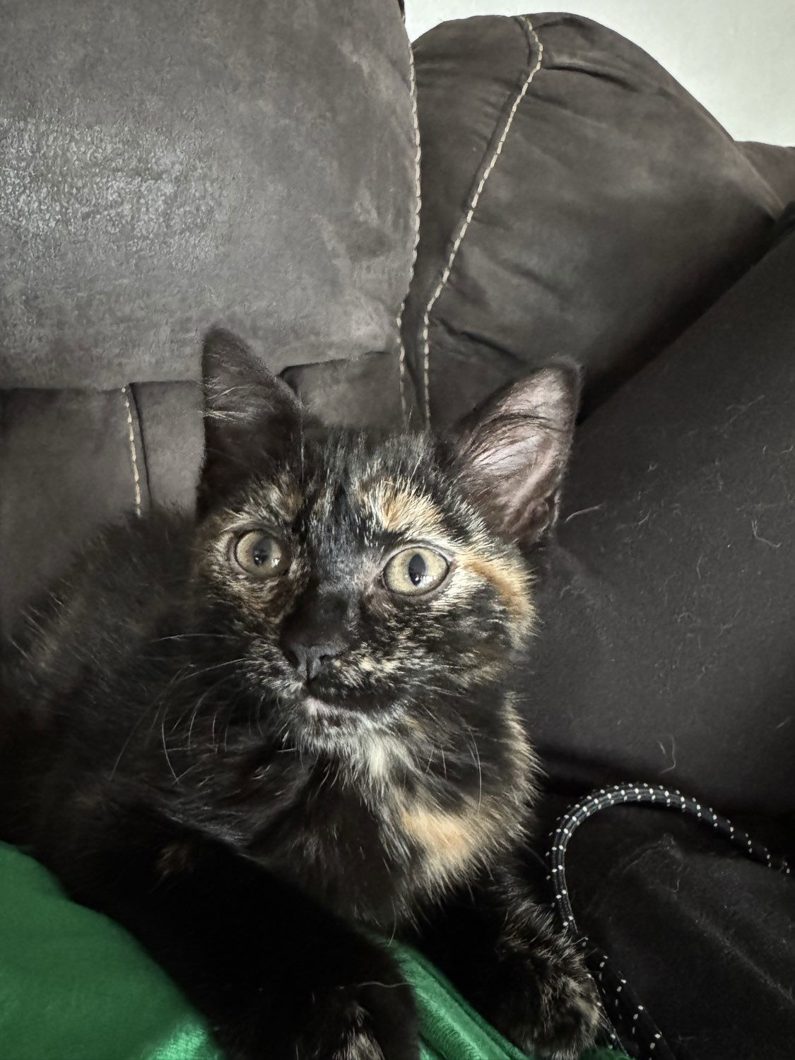 Mookie, an adoptable Domestic Short Hair in Laramie, WY, 82073 | Photo Image 3