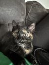 Mookie photo 3