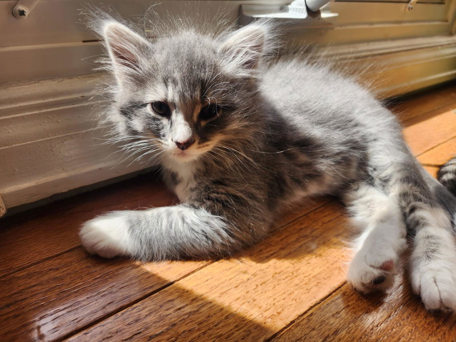 Niles, an adoptable Domestic Long Hair in Laramie, WY, 82073 | Photo Image 1