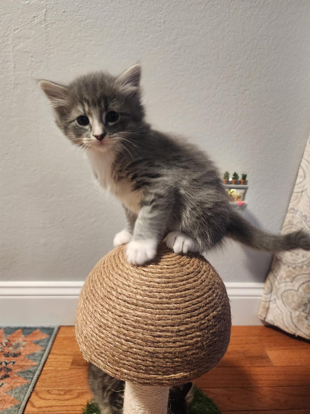 Niles, an adoptable Domestic Long Hair in Laramie, WY, 82073 | Photo Image 2