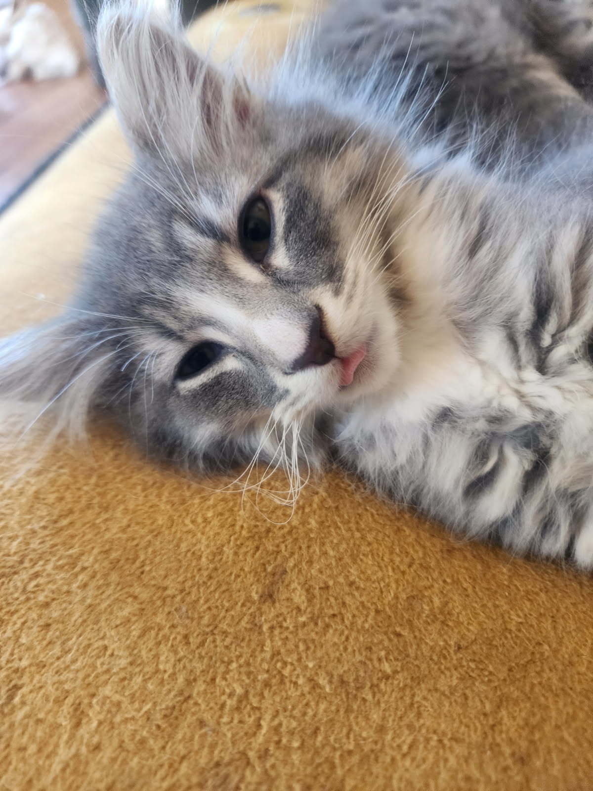 Niles, an adoptable Domestic Long Hair in Laramie, WY, 82073 | Photo Image 3