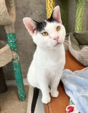 Saint Shimmy, Senior Male Domestic Short Hair