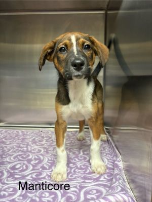 Primary Color Tri Color Weight 92lbs Age 0yrs 0mths 8wks Animal has been Spayed
