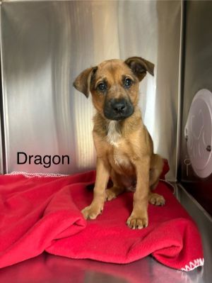 Dragon Hound Dog