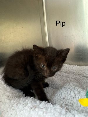 Pip Domestic Short Hair Cat
