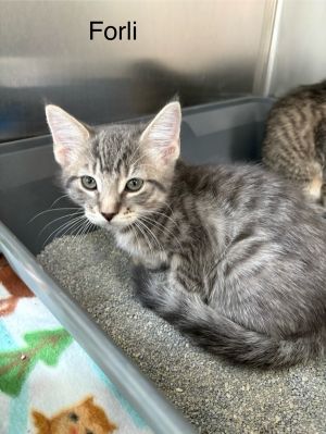Forli Domestic Short Hair Cat
